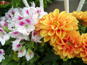 Temps de Flors 2025. El Jardí de la Infància