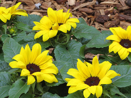 Temps de Flors 2025. Basílica de Sant Feliu. Escala nord