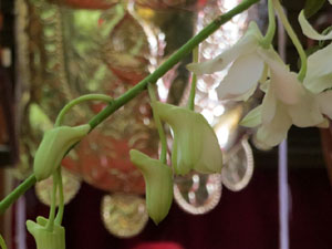 Temps de Flors 2025. Esgl&eacute;sia de Sant Lluc - Manaies