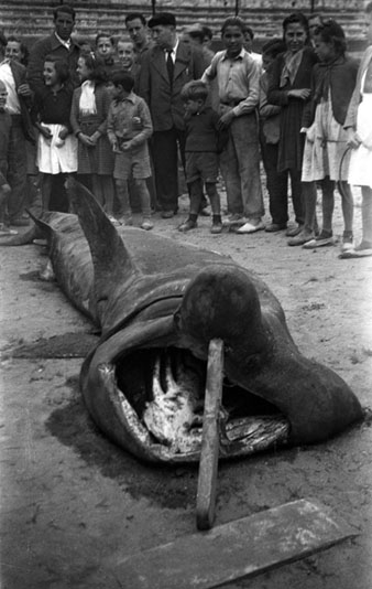 Gent contemplant un peix gegant mort, que es va capturar a la platja de Llan&ccedil;&agrave;, exposat a la Pla&ccedil;a de toros de Girona. 1943