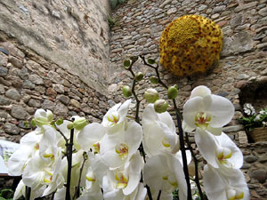 Temps de Flors 2026. Els Banys &Agrave;rabs