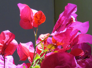 Temps de Flors 2026. Torre Gironella