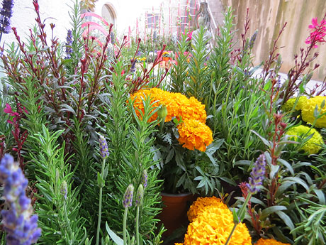 Temps de Flors 2026. La Pia Almoina