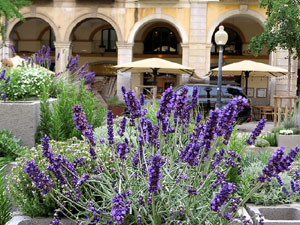 Temps de Flors 2026. Pla&ccedil;a de la Independ&egrave;ncia