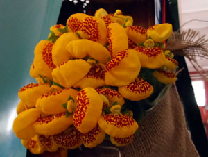 Nit de Flors i Sabors al Mercat del Lleó