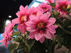 Nit de Flors i Sabors al Mercat del Lleó