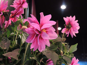 Nit de Flors i Sabors al Mercat del Lleó